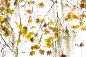 Autumn leaves against a pale sky in Bhutan