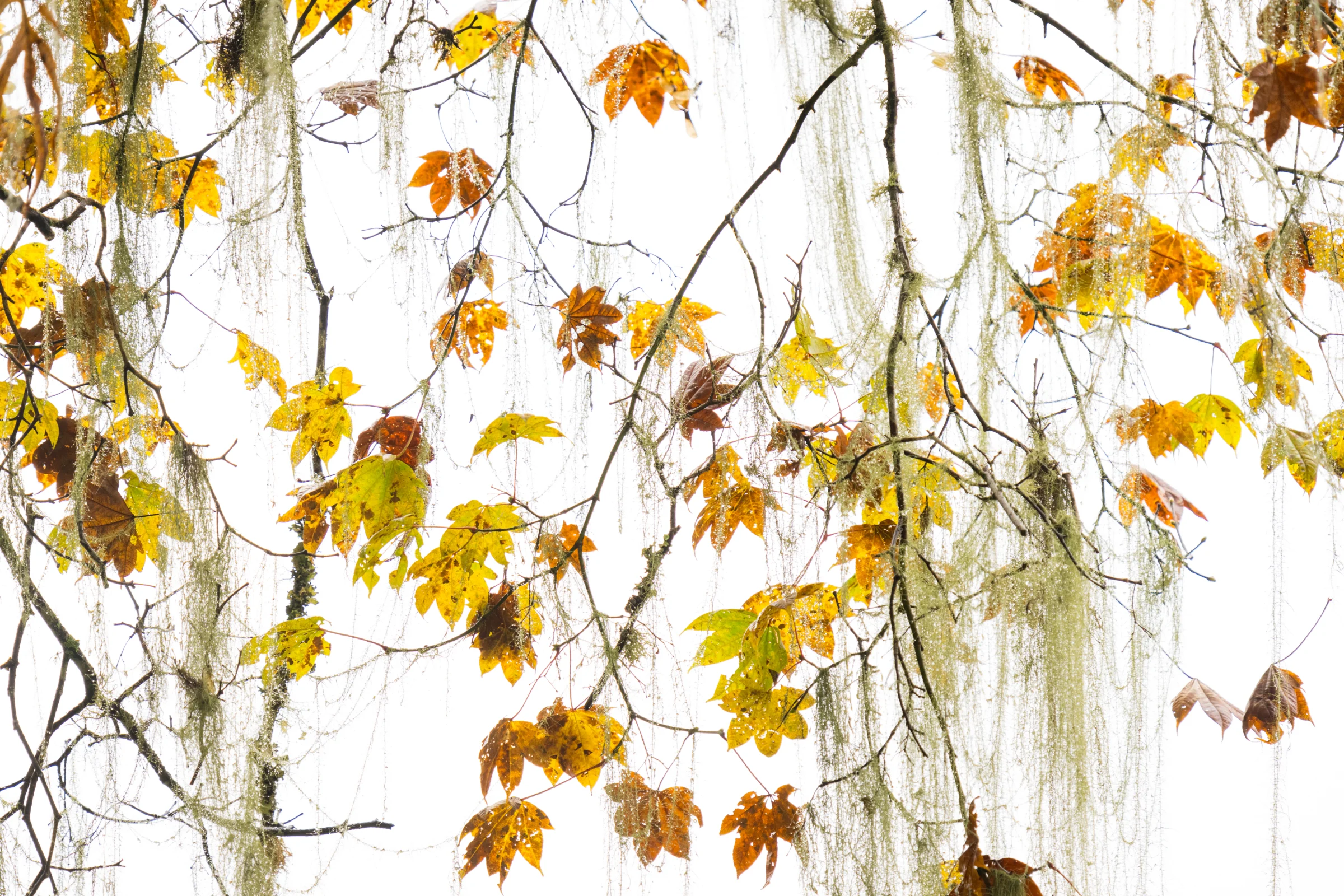 Autumn leaves against a pale sky in Bhutan