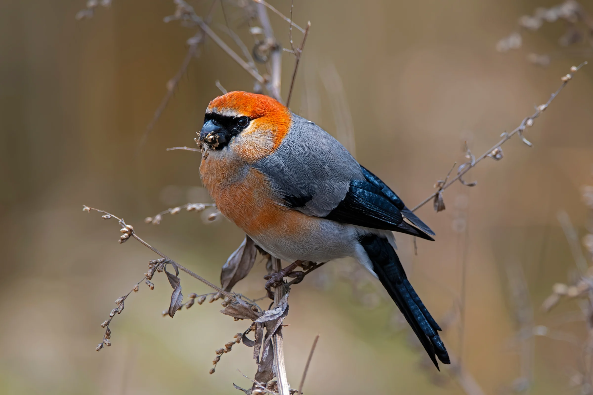 A colourful bird perched in a Bhutanese forest