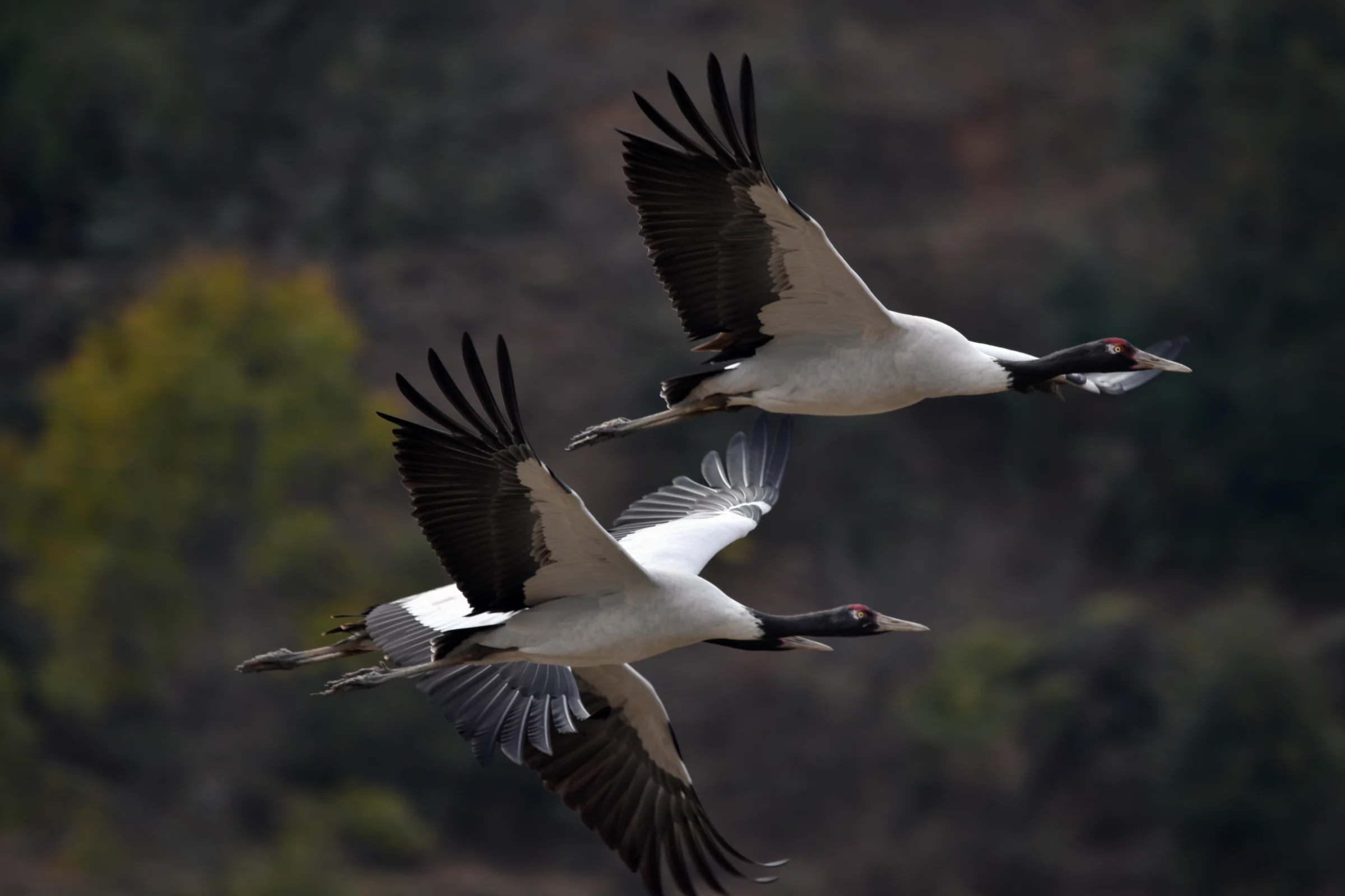 A black-necked crane in Bhutan
