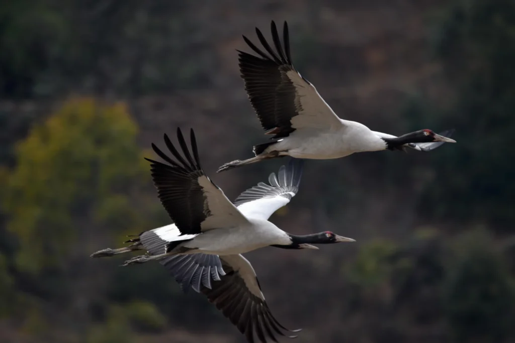 Black-necked cranes flying over Phobjikha Valley