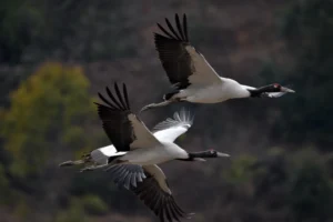 Black-necked cranes flying over Phobjikha Valley