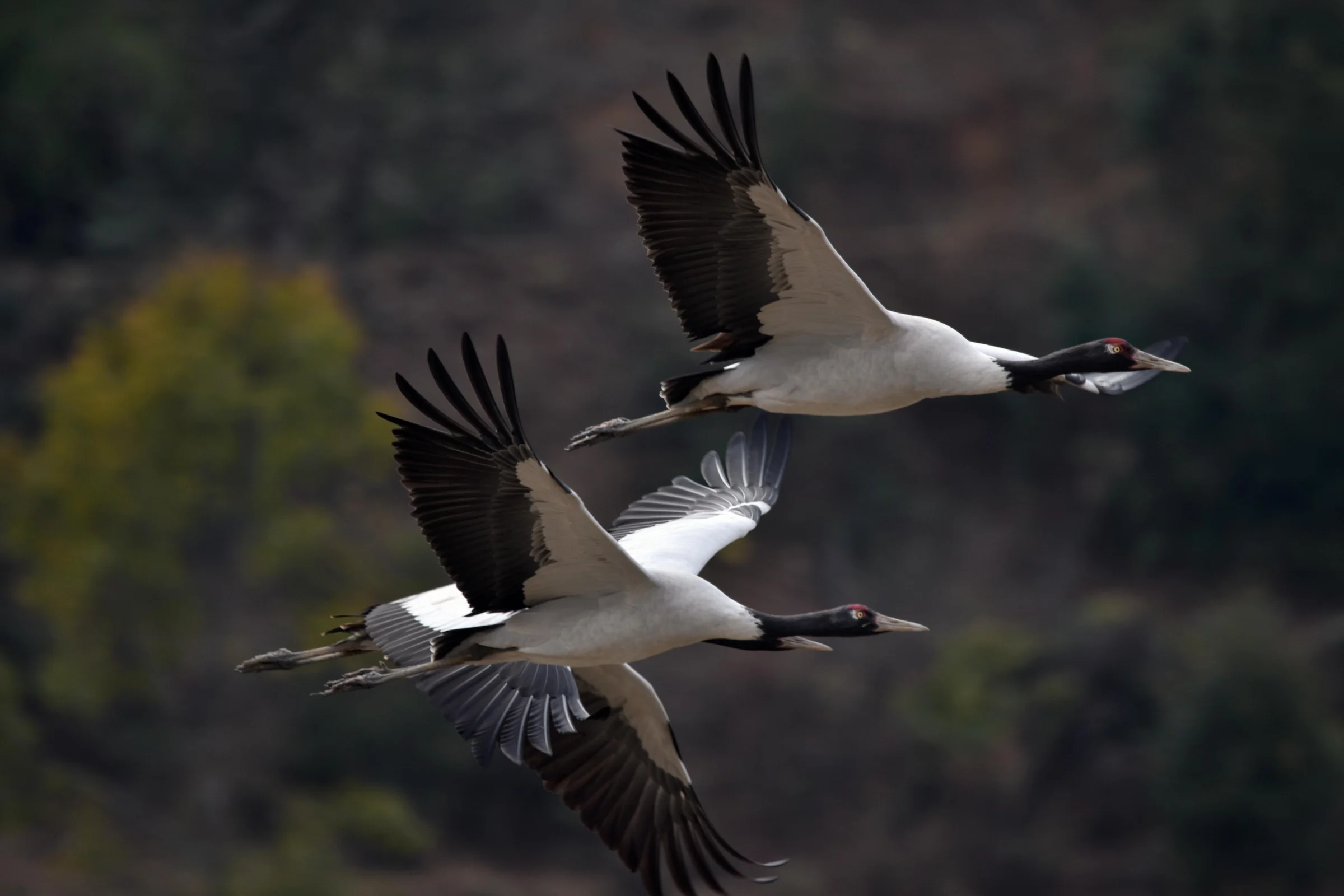 Black-necked cranes flying over Phobjikha Valley