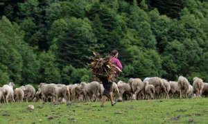 A herd grazing on the highland slopes of Trashigang