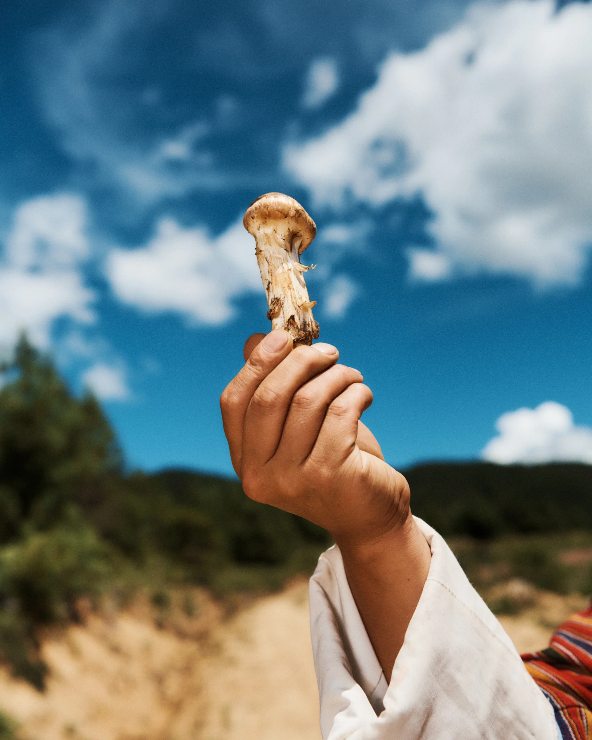 A freshly picked matsutake mushroom
