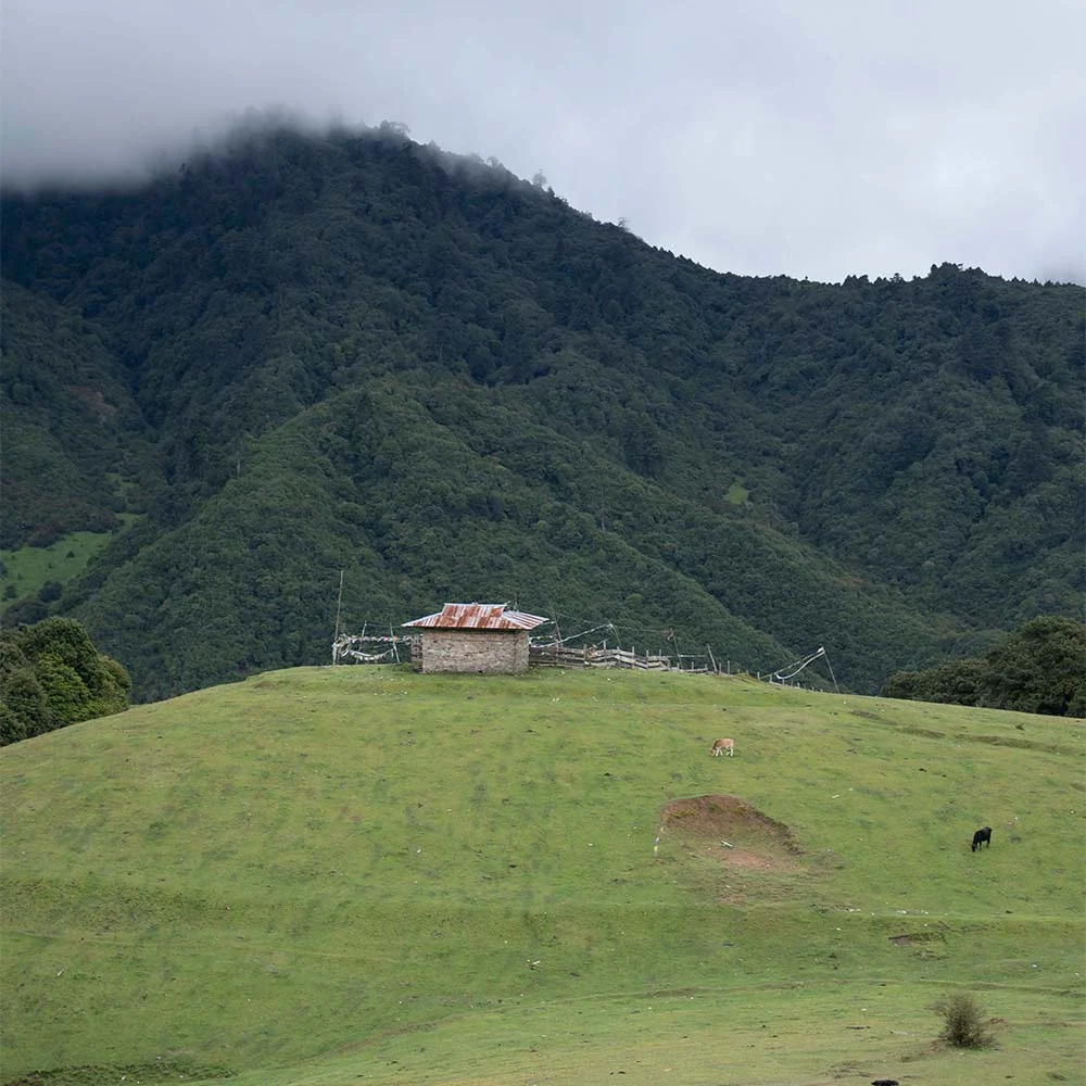 Brokpa highlanders of Merak and Sakteng