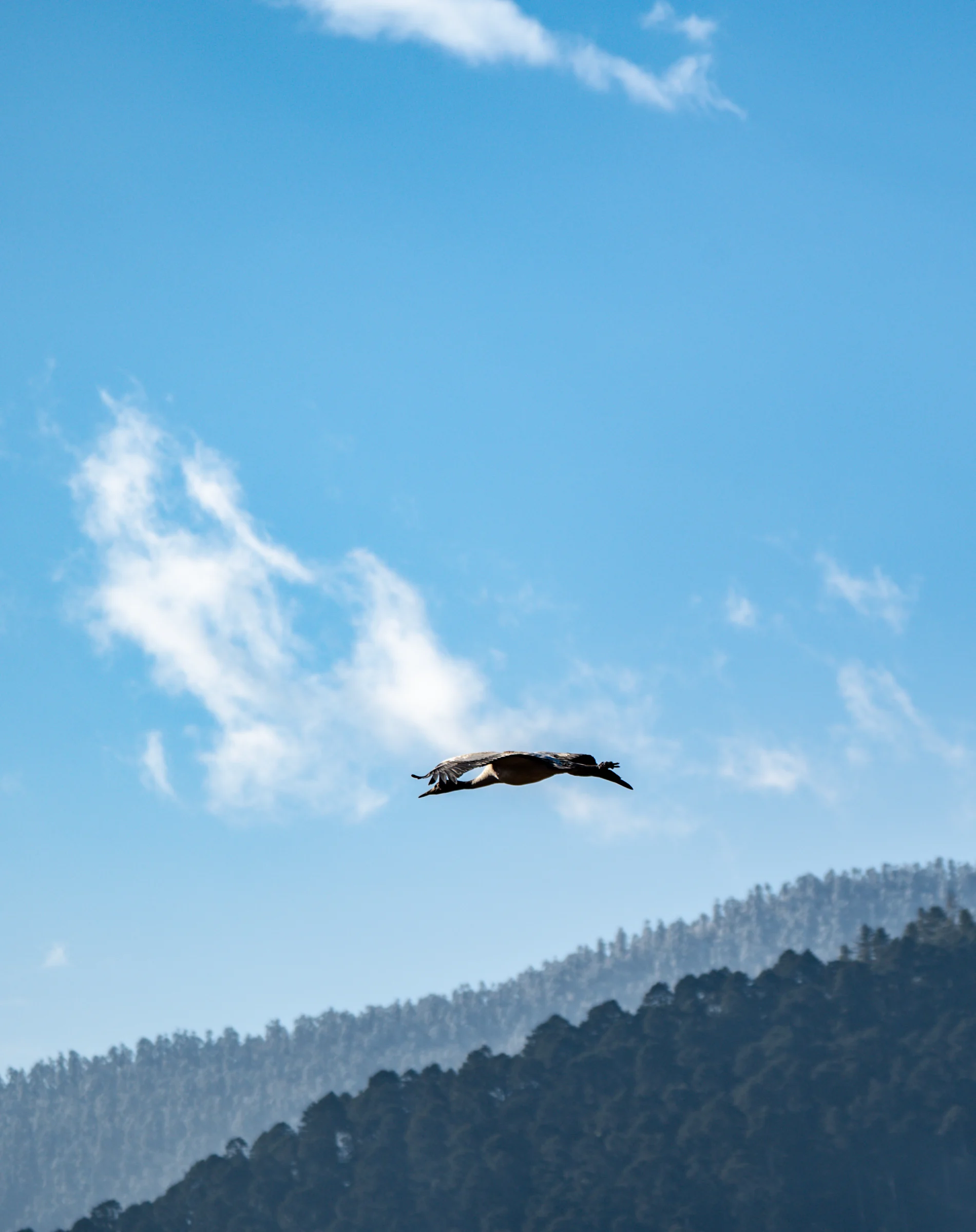 Black-necked cranes in Phobjikha Valley