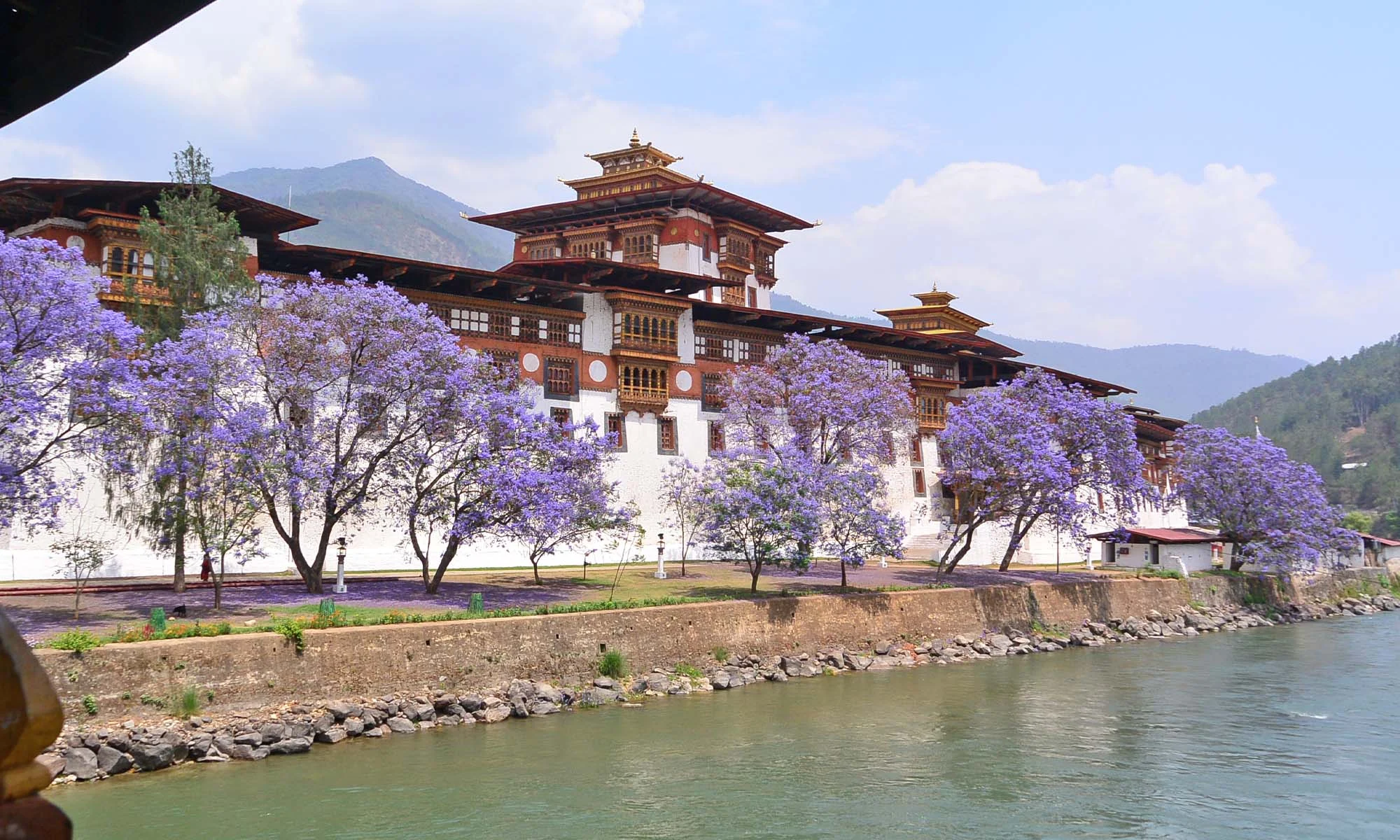 Punakha Dzong with jacaranda trees in bloom