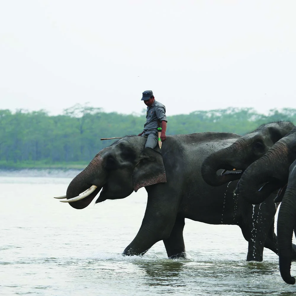 A mahout riding an elephant across a river in Royal Manas National Park