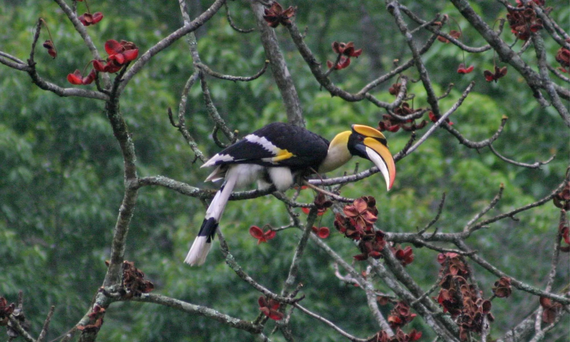 A hornbill in Samdrup Jongkhar