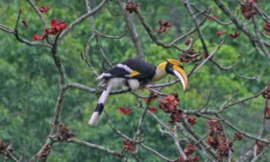 A hornbill in the forests of Zhemgang